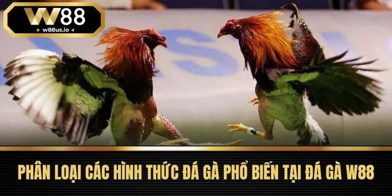 Đá gà W88 2 Phân Loại Các Hình Thức Đá Gà Phổ Biến Tại Đá Gà W88
