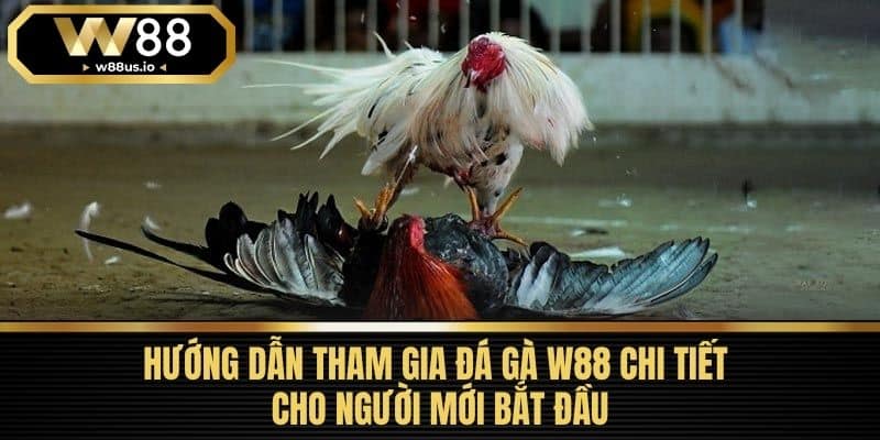Đá gà W88 3 Hướng Dẫn Tham Gia Đá Gà W88 Chi Tiết Cho Người Mới Bắt Đầu